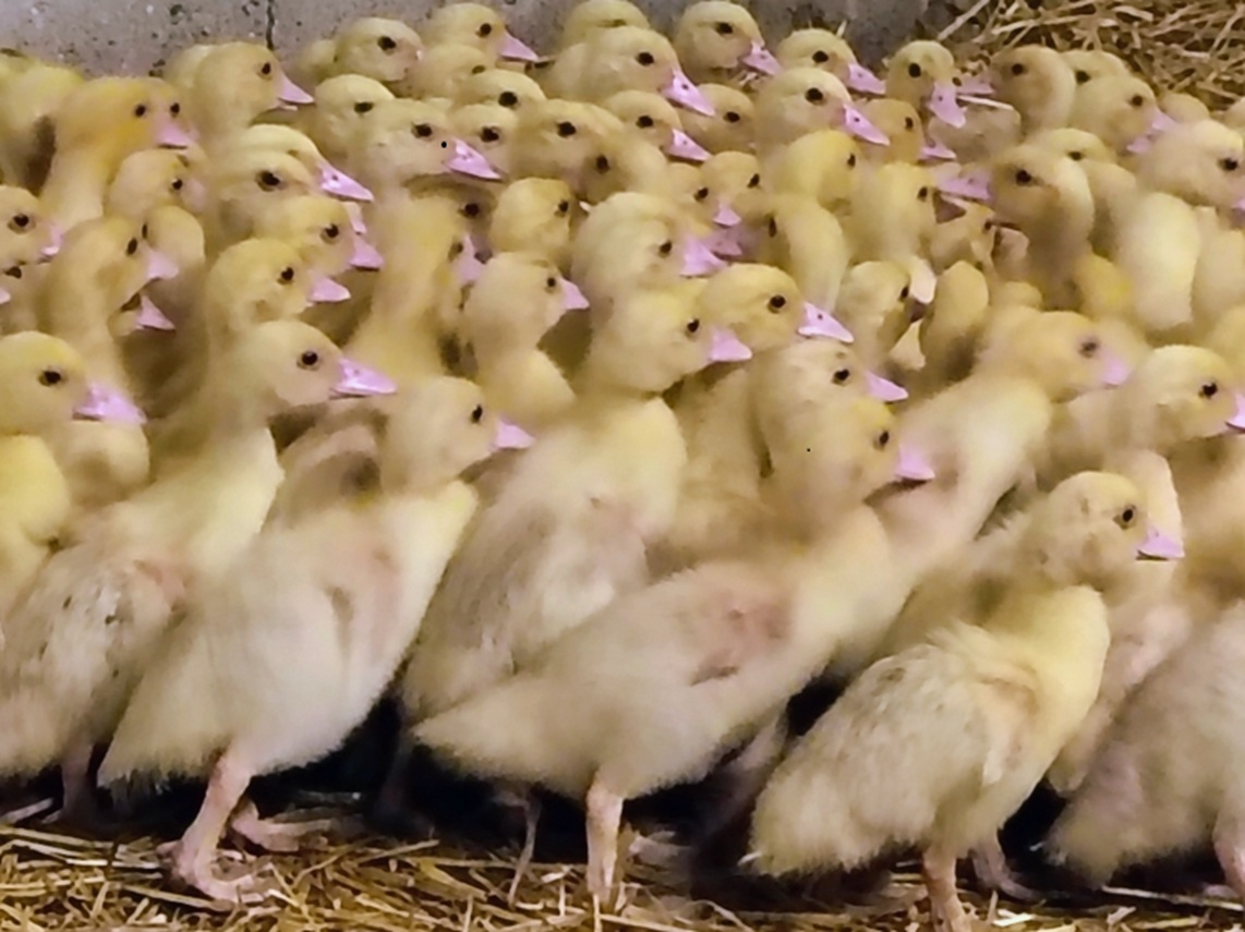 Canard barbarie démarré